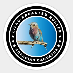 Colorful Lilac-breasted Roller (Coracias Caudatus) Bird Sticker